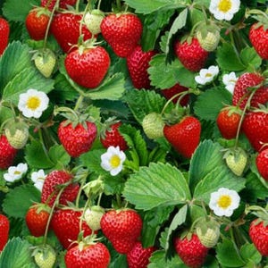 May include: A vibrant image showcasing a lush strawberry patch. Ripe, red strawberries are interspersed with green, unripe berries, white blossoms, and green leaves. The image is a close-up, highlighting the texture and detail of the fruit and foliage.