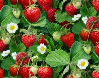 Strawberries and Blooms on Dark Green, Berry Good Collection from Elizabeth's Studio Prints
