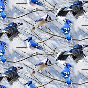 Call of the Wild, Blue Jays on Branches, Hoffman Digital Print V5214-262, LARGE SCALE Cotton Fabric