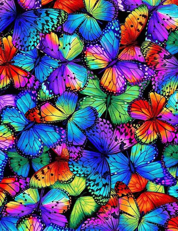 Multi Colored Butterflies Butterfly Magic by Chong A Hwang for | Etsy