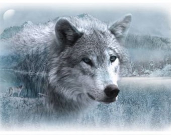 Wolf Frost Call of the Wild Wolf 29in x 43in Panel by Hoffman Fabrics, Digitally Printed V5212H 113