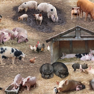 May include: A group of pigs in a barnyard setting. Some pigs are lying down, while others are standing or walking. There are also chickens and a wooden shelter in the image.