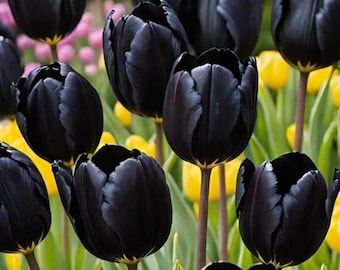 Bulbos de tulipán Reina de la Noche – Forzado en interiores con refrigeración previa (10)