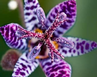 Blaue Wunder Kröte Lilie Winterhart Japanische Lilienpflanze