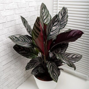 Könnte beinhalten: Eine Calathea-Pflanze in einem weißen Topf. Die Pflanze hat große, gemusterte Blätter mit dunkelgrünen, weißen und burgunderfarbenen Farbtönen. Die Blätter haben ein Streifenmuster. Die Pflanze steht in der Nähe einer weißen Backsteinmauer und eines Fensters mit Jalousien.