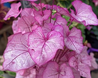 Fannie Munson Caladium Bulbes Intérieur Extérieur Plante