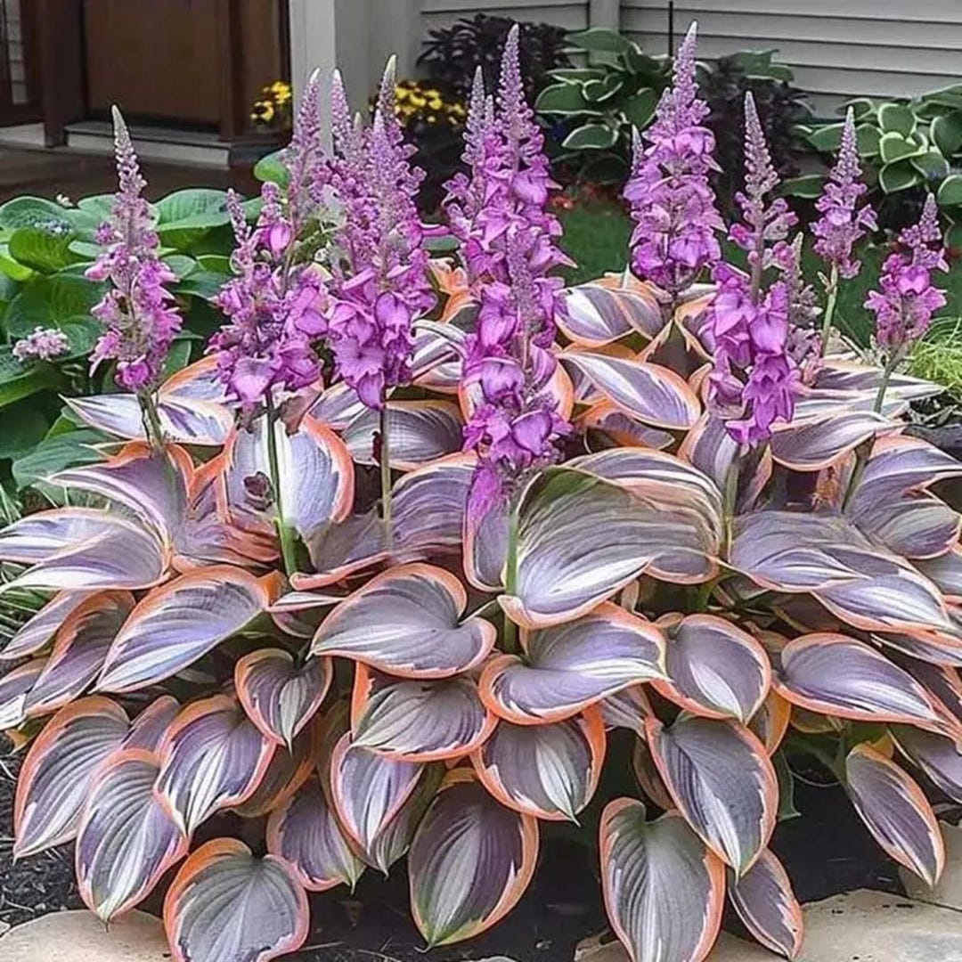 Pretty In Pink Hosta 200+ Pink Gray Hosta Seeds – Elegant Shade Perennial for Home Garden ...