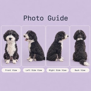 May include: A Photo Guide featuring four views of a black and white curly-haired dog. The images show a front view, left side view, right side view, and back view of the dog against a solid light purple background with clear text labels.