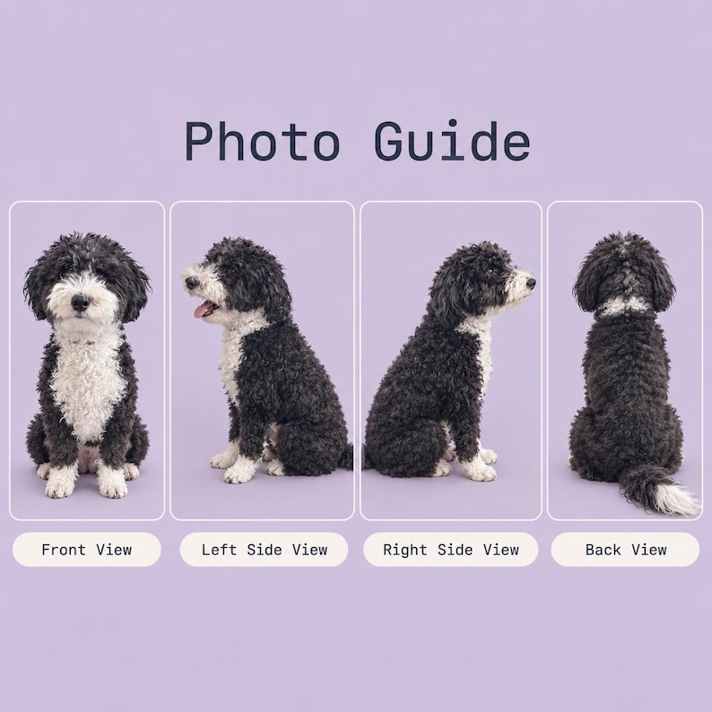 May include: A Photo Guide featuring four views of a black and white curly-haired dog. The images show a front view, left side view, right side view, and back view of the dog against a solid light purple background with clear text labels.