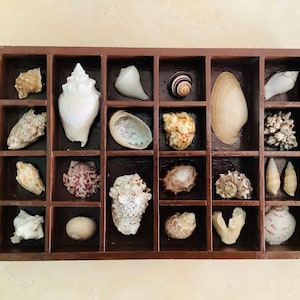 Natural Seashell Collection in Vintage Wood Printer Tray Shadowbox