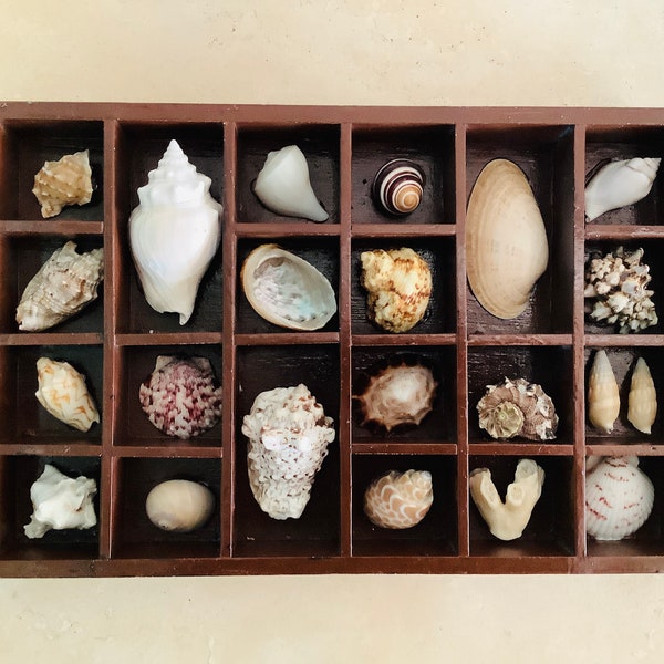 Natural Seashells in Vintage Wood Printer Tray / Seashell Collectible in Shadowbox / Beach Decor