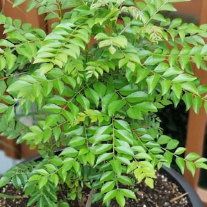 May include: A curry leaf plant featuring numerous bright green, pinnate leaves arranged on slender stems. The foliage is dense and lush, with individual leaflets displaying a pointed, oval shape and a smooth texture, growing in a potted container.