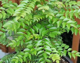 カレーリーフの生きた植物、ムラヤ・コエニギーのハーブ植物、新鮮な料理用ハーブ、屋内屋外植物、キッチンガーデンギフト