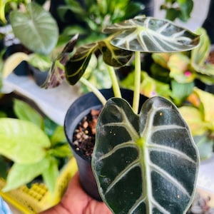 以下が含まれることがあります： 黒い鉢植えのアロカシアのクローズアップ。濃い緑色の葉には白い葉脈が目立ち、印象的なコントラストを生み出しています。植物は他の緑色の植物やピンクの花に囲まれています。