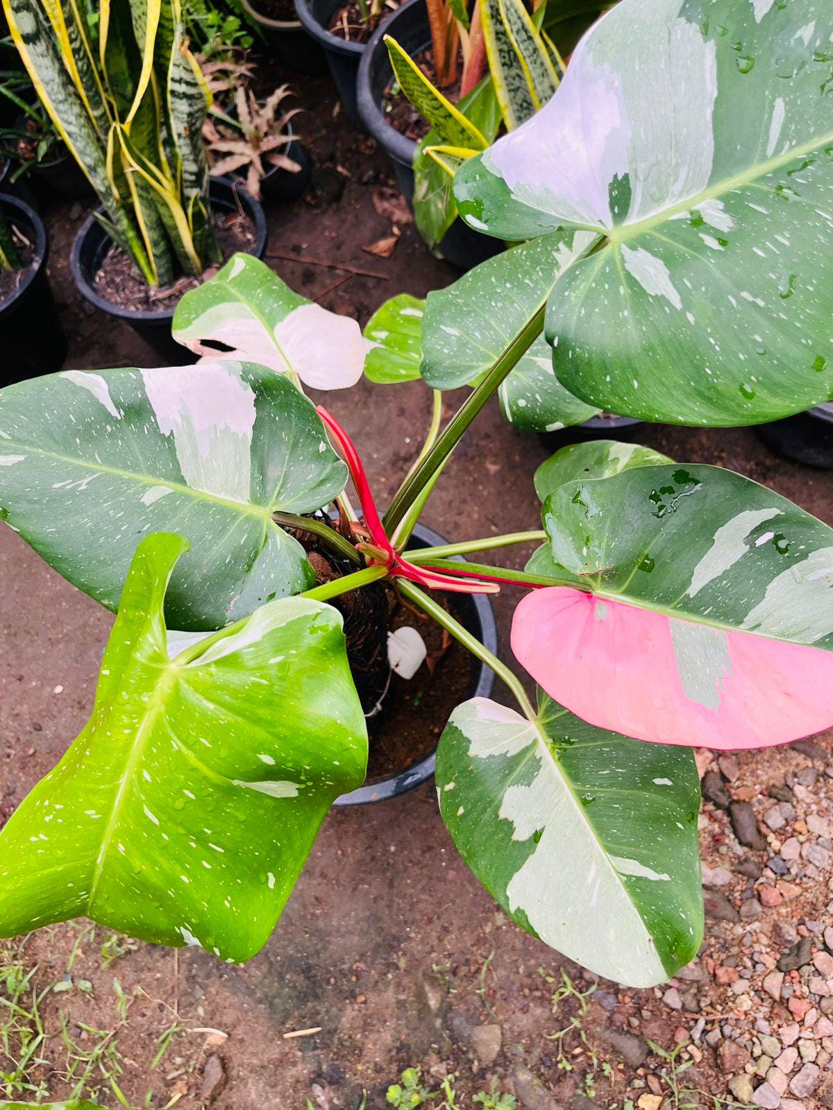 Variegated philodendron - Etsy.de