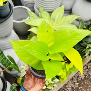 Puede incluir: Una vibrante planta de pothos verde neón en una maceta negra pequeña. La planta tiene hojas grandes en forma de corazón. Otras plantas en macetas y macetas de cerámica gris están en el fondo. La planta es sostenida por una persona.