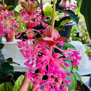 以下が含まれることがあります： 小さな花が連なって咲く、鮮やかなピンク色の花のクローズアップ。植物は緑色の葉を持ち、鉢植えになっています。花は鮮やかなフクシア色で、緑の葉とのコントラストが印象的です。