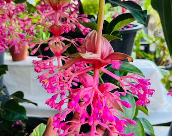 Plante vivante Medinilla Pink Lantern, plante exotique tropicale à fleurs, plante ornementale d'intérieur et d'extérieur, plante à floraison rare, décoration intérieure
