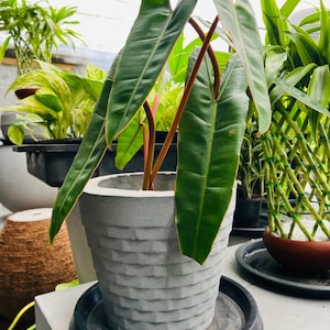 以下が含まれることがあります： 長い緑色の葉と赤みがかった茎を持つ鉢植えの植物。 植物は、黒いトレイの上に置かれた、グレーのテクスチャードコンクリートポットに入っています。 背景には他の植物が見え、自然な屋内庭園の環境を作り出しています。