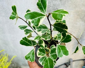 Ficus Triangularis Variegata Live Plant Rare Variegated Houseplant Indoor Ficus Plant Aesthetic Plant Decor Plant Lover Gift