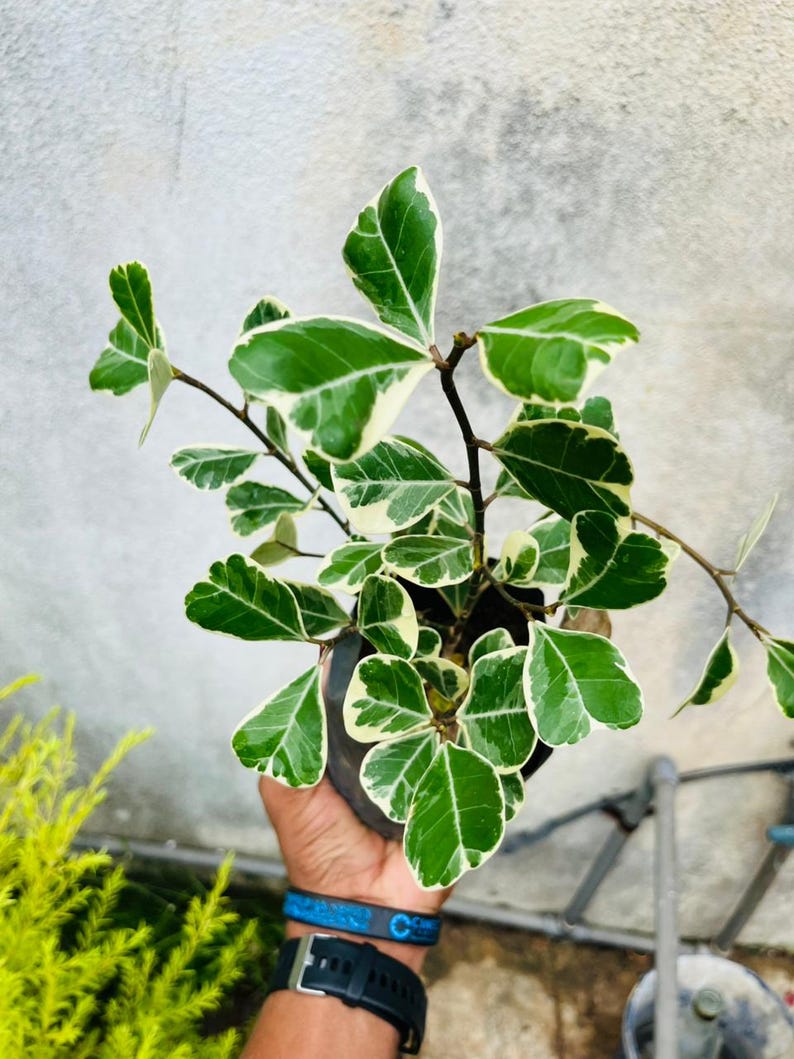 Ficus Triangularis Variegata Live Plant Rare Variegated Houseplant ...