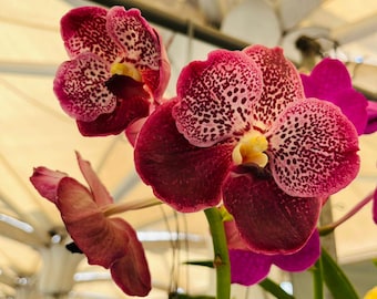 Orquídea Vanda rosa rara, planta viva, orquídea tropical con flores, planta exótica para interior y exterior, orquídea en flor, planta decorativa, regalo.