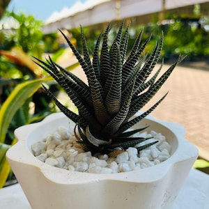 以下が含まれることがあります： 白い星型の鉢に植えられた、小さな多肉植物。白い小石が敷き詰められています。植物は、白い縞模様のある濃い緑色の葉をしています。鉢は白い表面に置かれ、背景にはぼやけた緑と青い空があります。