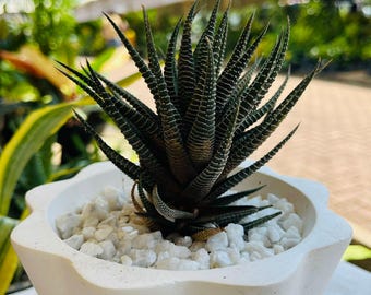 Planta suculenta viva Haworthia Zebra, planta de interior de fácil cuidado, mini suculenta moderna para escritorio, decoración del hogar, regalo.