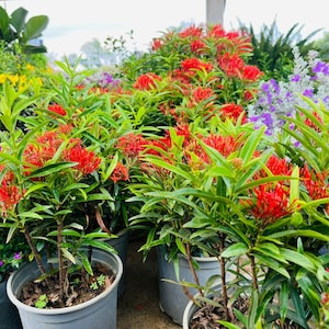 Ixora shrub - Etsy sterreich