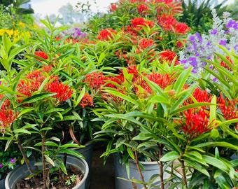 Ixora Red Jungle Flame Pianta viva Arbusto tropicale fiorito Ixora rossa Pianta da esterno Facile da curare Pianta da giardino Decorazione per giardino domestico Regalo
