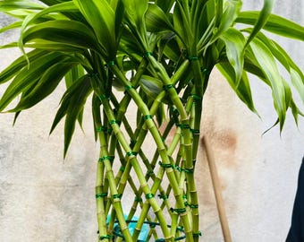 Lucky Bamboo Plant Live Dracaena Sanderiana Indoor Plant Feng Shui Good Luck Plant Easy Care Water Plant Home Decor Gift