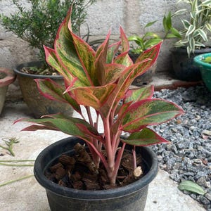 Aglaonema red - Etsy.de