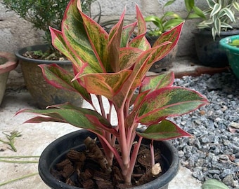 choco red philodendron Philodendron El Choco Red x billietiae Marble – Amazon Garden Thailand
