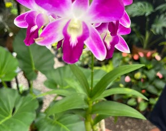 Dendrobium Orchid Live Plant Tropical Flowering Orchid Indoor Outdoor Orchid Plant Exotic Blooming Plant Home Decor Gift