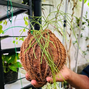 以下が含まれることがあります： 茶色の球形のハンギングプランター。織り込まれた天然繊維で作られており、細い茎が垂れ下がった緑色の植物が入っています。 プランターは緑色のコードで吊り下げられており、素朴で環境に優しいデザインです。 植物が緑を添えています。