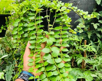 Dischidia Nummularia String Plant Live String of Nickels Hanging Plant Trailing Indoor Houseplant Easy Care Tropical Plant Home Decor Gift