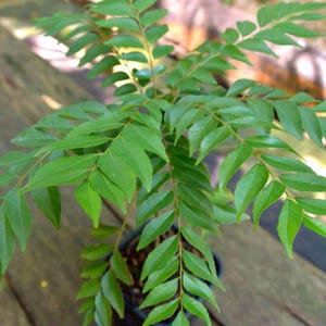 Curry Leaf Plant Live Murraya Koenigii Herb Plant Fresh Culinary Herb Indoor Outdoor Plant Kitchen Garden Gift