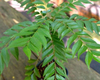 Curry Leaf Plant Live Murraya Koenigii Herb Plant Fresh Culinary Herb Indoor Outdoor Plant Kitchen Garden Gift