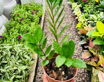 Planta ZZ Zamioculcas Vive Fácil Cuidado Planta de Interior Purificadora de Aire Planta Tropical de Baja Luz Decoración Moderna para el Hogar Regalo