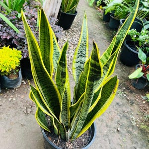 Op de afbeelding: Een slangplant in een zwarte pot, met lange, opstaande bladeren. De bladeren zijn groen met gele randen en donkergroene strepen. De plant staat in een tuin, omringd door andere planten.