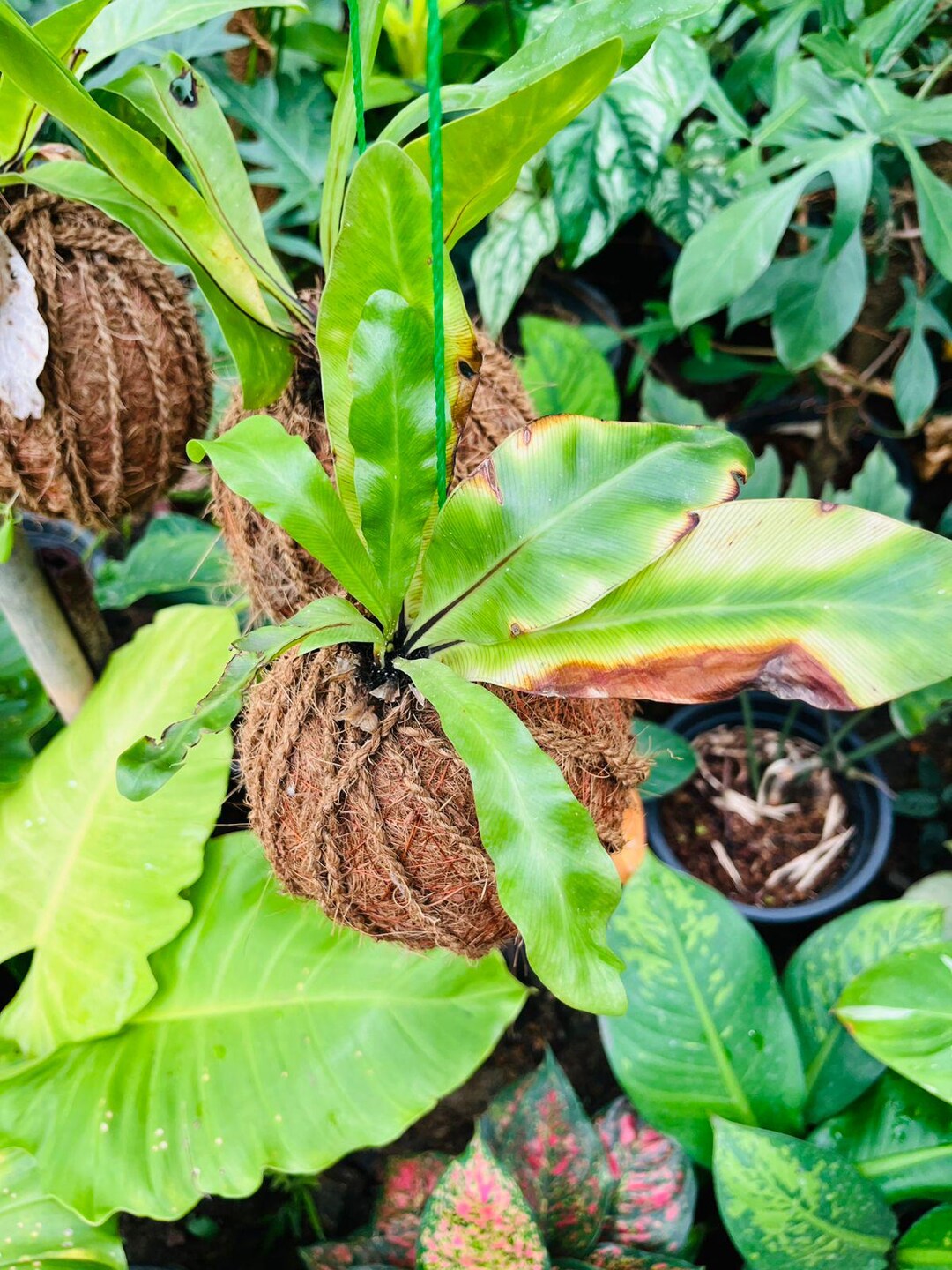 Bird’s Nest Fern Kokedama Live Plant Hanging Moss Ball Fern Indoor ...