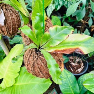 May include: A hanging bird's nest fern in a coconut husk planter. The fern has large, bright green leaves with some brown tips. The planter is suspended by a green cord, surrounded by other green plants.