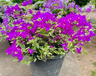 Brokig Bougainvillea Levande Växt Tropisk Blommande Vinranka Utomhus Trädgårdsväxt Färgglad Klätterväxt Lättskött Växt Gåva
