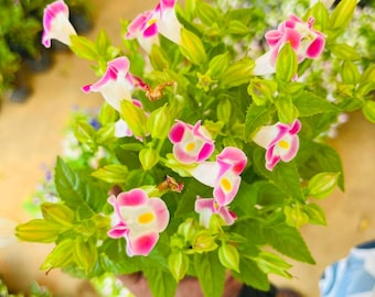 Torenia Wishbone bloem, roze en wit, levende plant, bloeiende tuinplant, binnen- en buitenplant, gemakkelijk te verzorgen, bloemplant, woondecoratie, cadeau