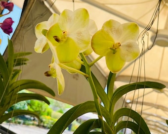 Orquídea Vanda amarilla rara, planta viva, orquídea tropical con flores, planta exótica para interior y exterior, orquídea en flor, planta decorativa, regalo.