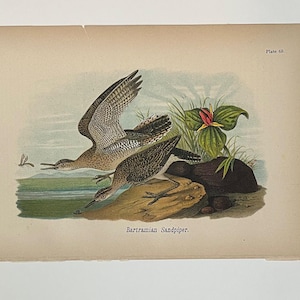 Gravura antiga de 1890 de um maçarico-de-bartram - B.H. Warren, Aves da Pensilvânia, Prancha 68 - Cromolitografia original