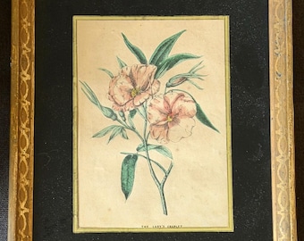 Antikt botaniskt litograftryck - "Damens kapell" – Handkolorerad blomsterkonst, Verre Églomisé Mat