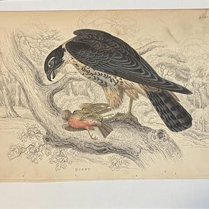 May include: An antique print of a bird of prey, possibly a falcon or hawk, perched on a tree branch with its prey. The bird has dark gray and brown feathers, and the print is labeled "HOBBY". The background shows a forest scene.