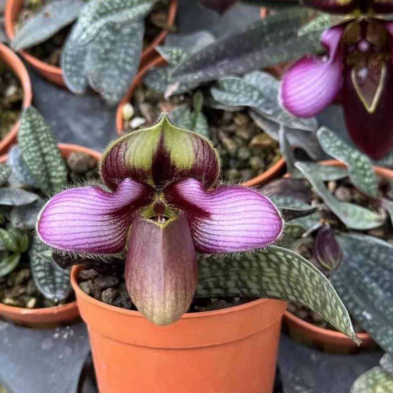 Stephania kaweesakii - Etsy 日本