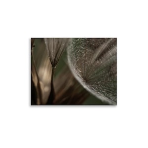 May include: Close-up photograph of a seed head with delicate, feathery structures. The image features soft, neutral tones of brown and beige, with a blurred background. The seed head's intricate details are highlighted, creating a sense of texture and fragility.
